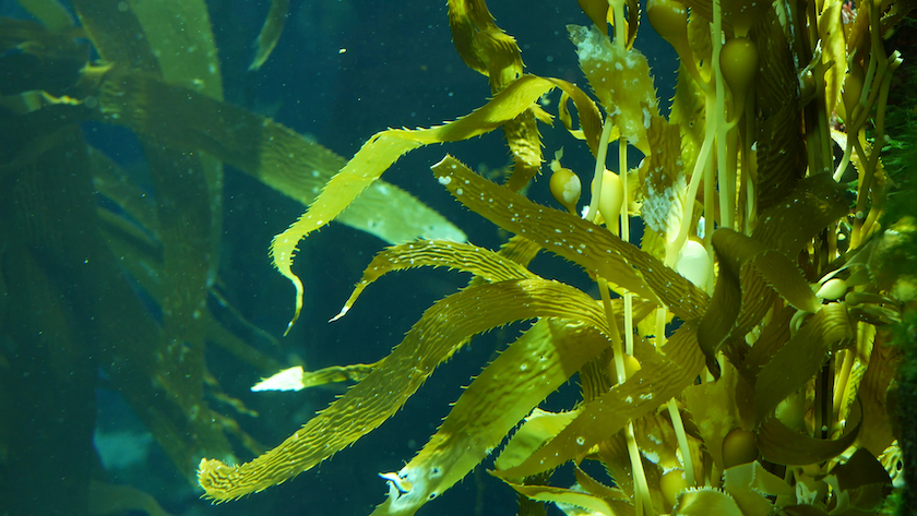 Light rays filter through a Giant Kelp forest. Macrocystis pyrifera.