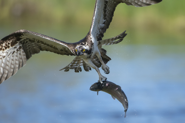 An osprey on the hunt, in flight with a fish caught in a lake.