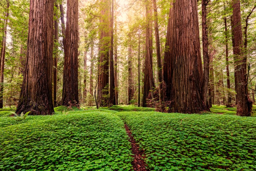 Redwood sorrel in a redwood forest in northern California.