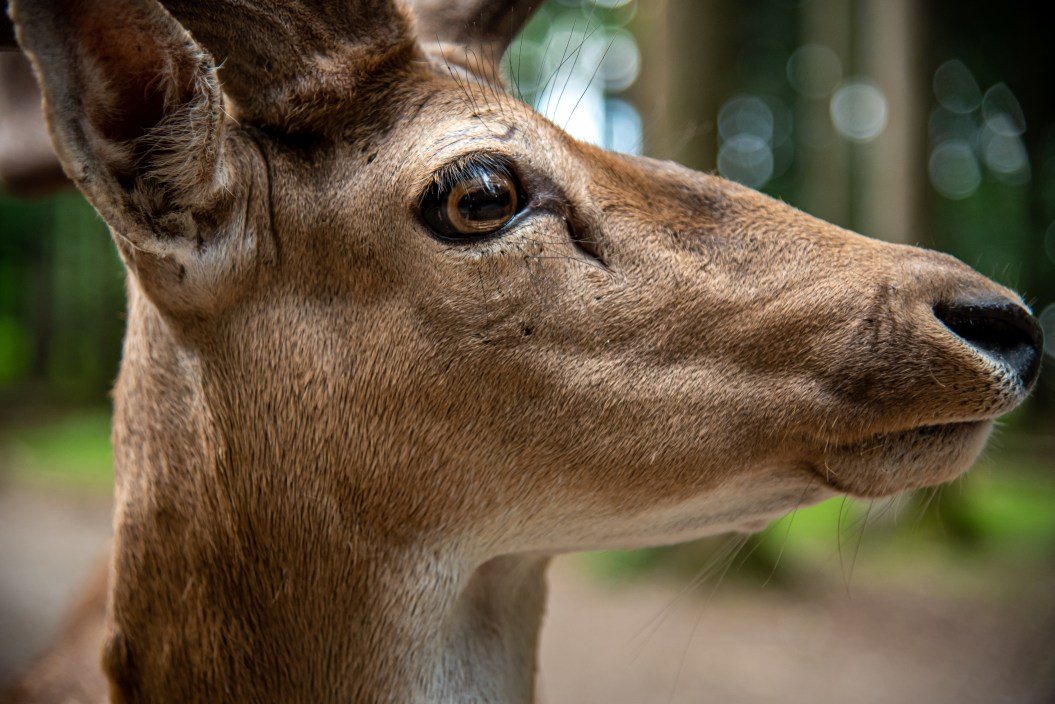 close up of deer's eyes