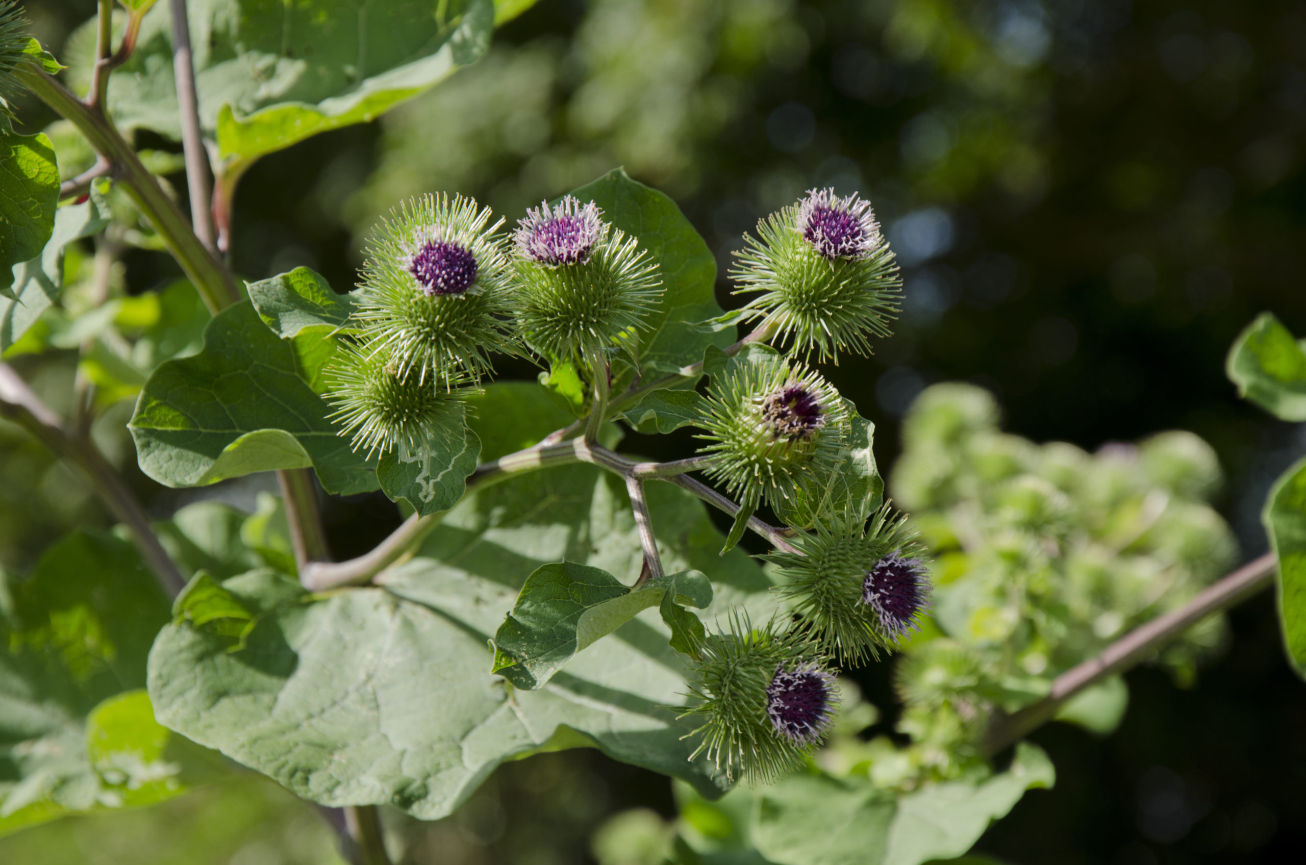 Wild Plants You Can Eat