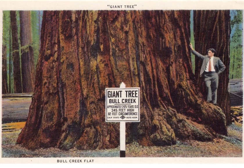 Vintage souvenir postcard published circa 1921 depicting a man in a suit poses for scale by the Giant Tree in Bull Creek Flats, an area of Humboldt Redwoods State Park near Arcata, California