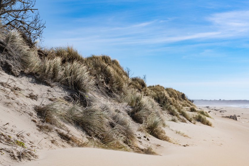 This is a photograph of coastal sand dunes in Bullards Beach State Park on a sunny, summer day