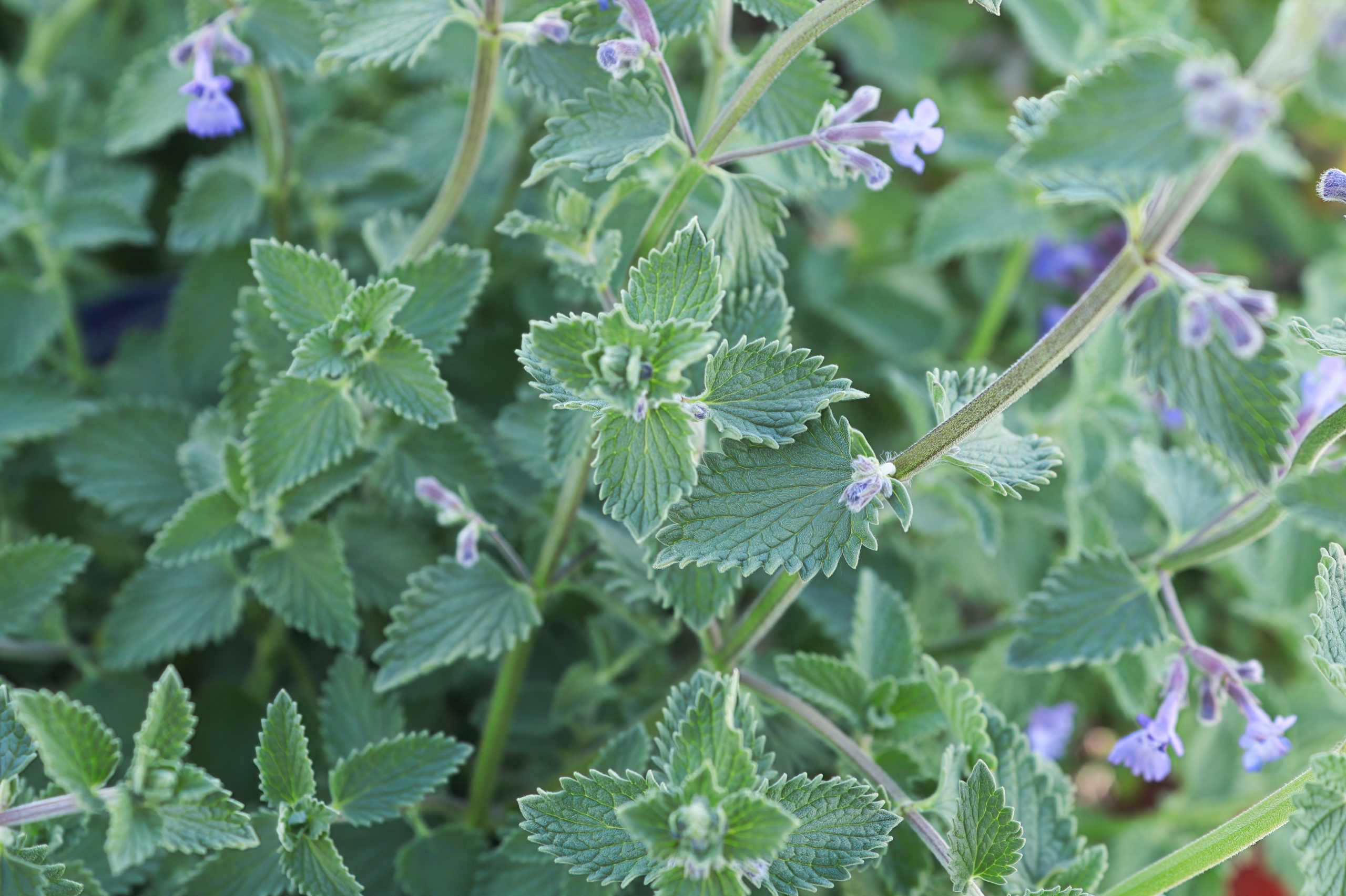 Wild Plants You Can Eat