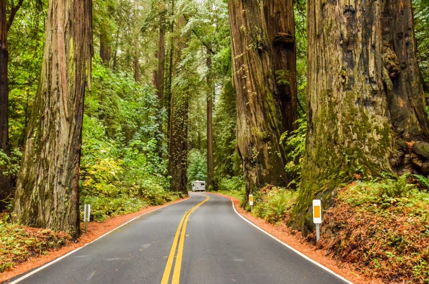 The Avenue of the Giants in Humboldt Redwoods State Park