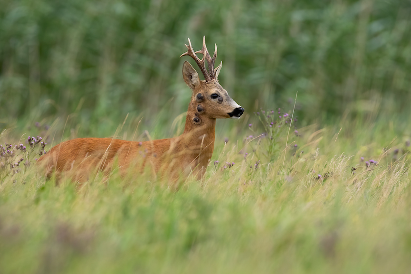 deer hunting spot