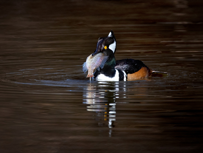 Hooded merganser eating a fish in a natural environment