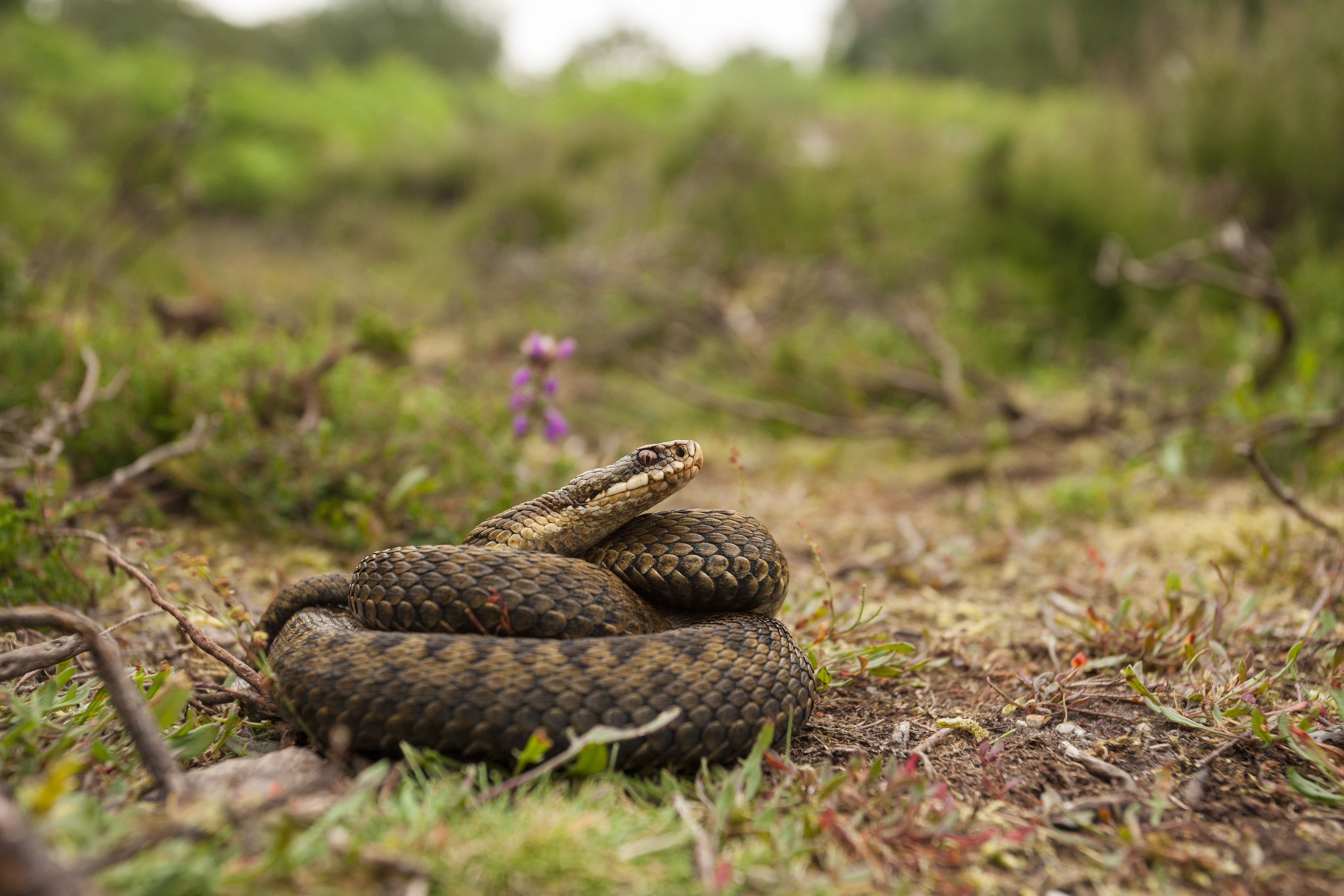 A viper snake coiled up in a meadow, basking in the sun.