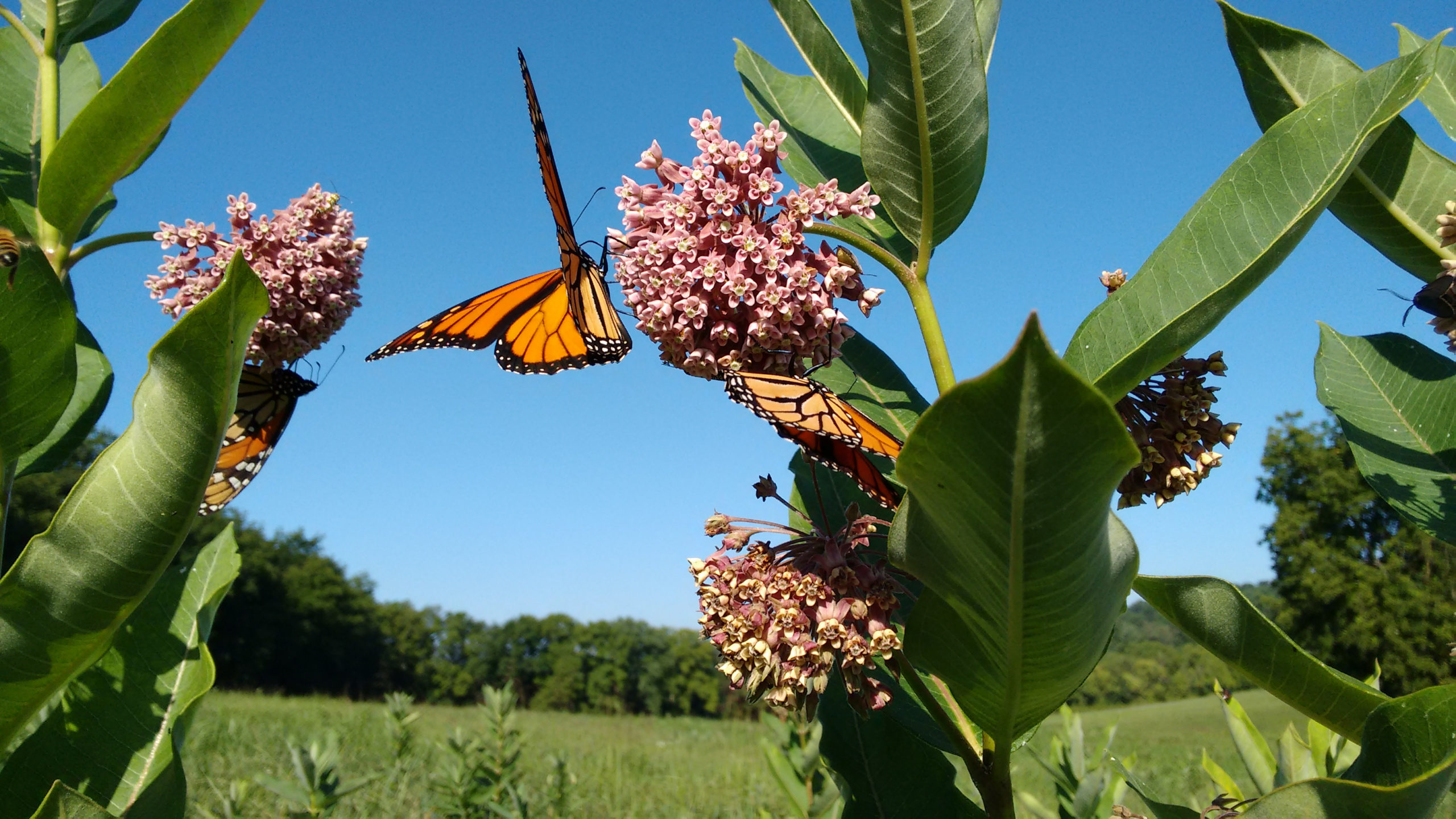 Wild Plants You Can Eat