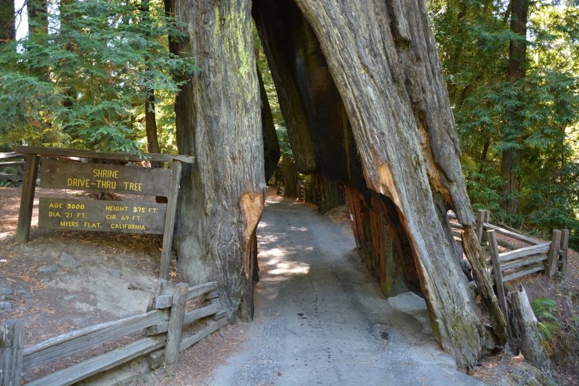 Shine Drive-Thru Tree at Humboldt Redwoods State Park