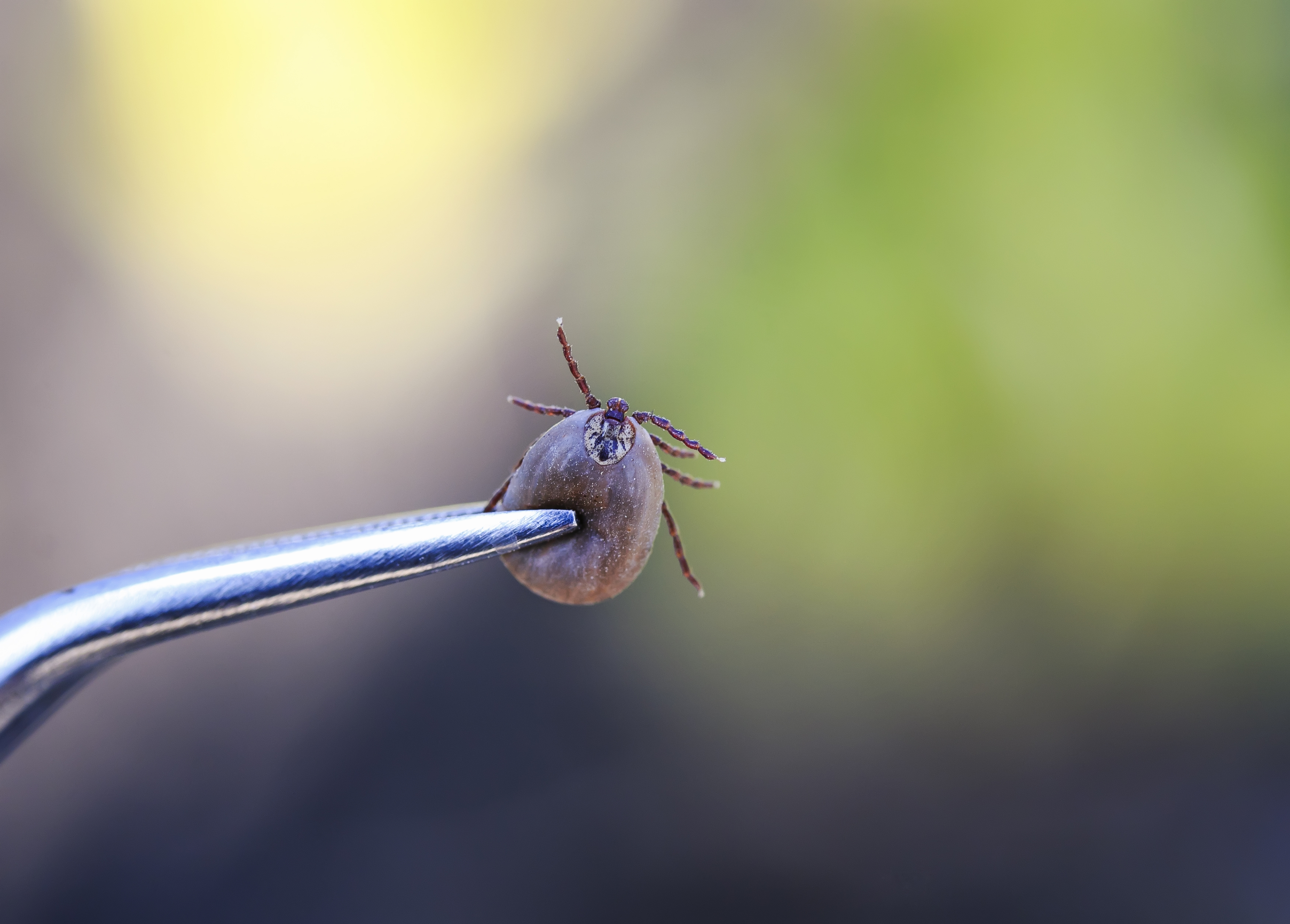 a dangerous insect, mite, more blood pulled out metal tongs