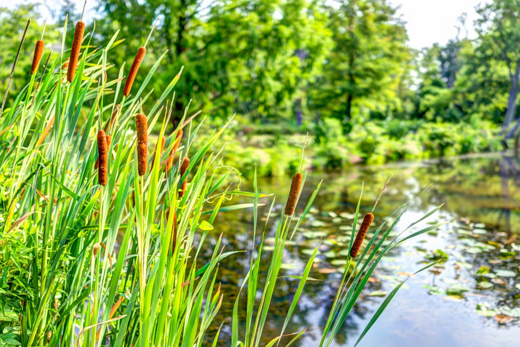 Pond and cattails in summer in Kenilworth Park and Aquatic Gardens during Lotus and Water Lily Festival