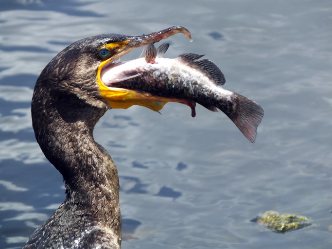 Double-crested Cormorant with fresh fish catch.