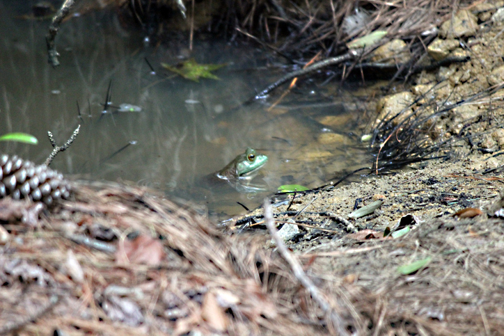 frog gigging