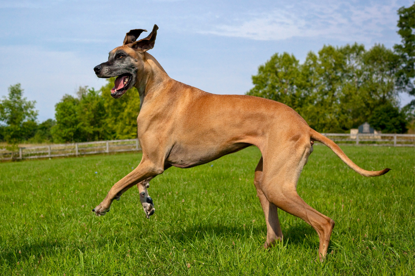 Great Dane