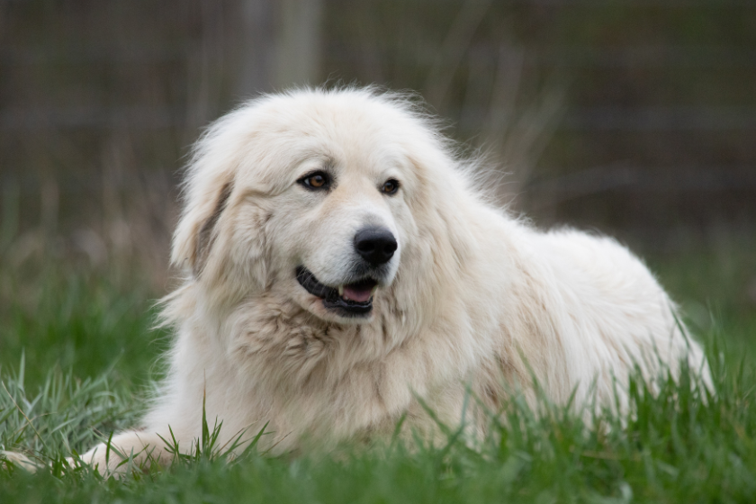 Great Pyrenees