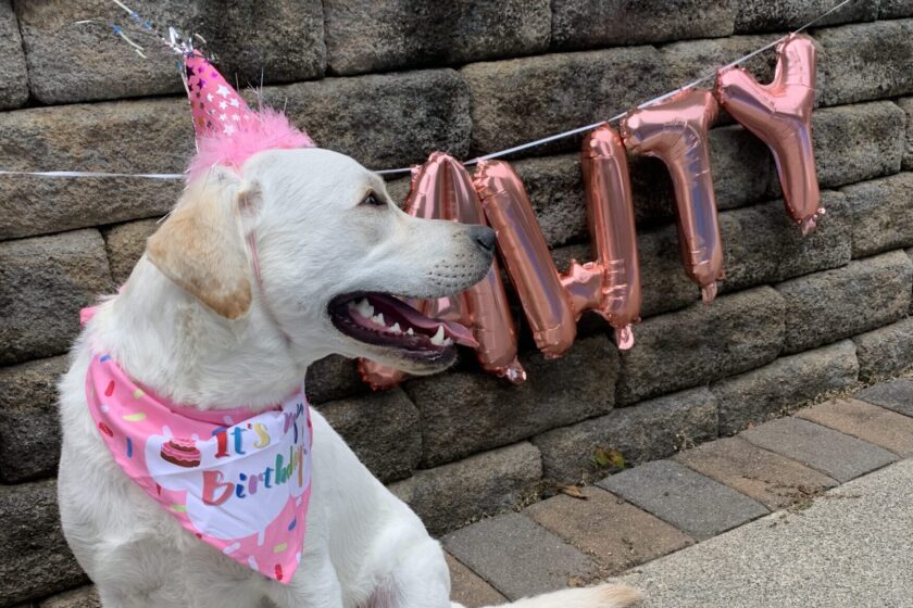 dog poses in birthday hat and bandana for a dog birthday party