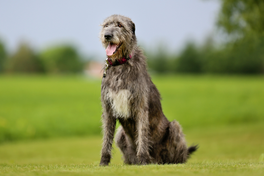 Irish Wolfhound