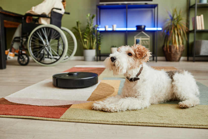 Dog lying on carpet next to robot vacuum