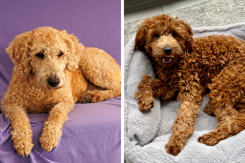 Doodle puppies lay on their beds