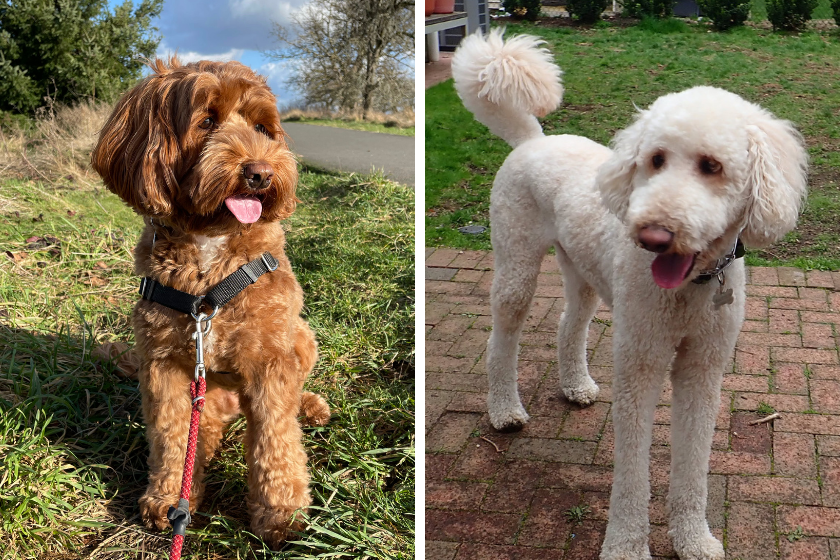 labradoodle and goldendoodle stand outside