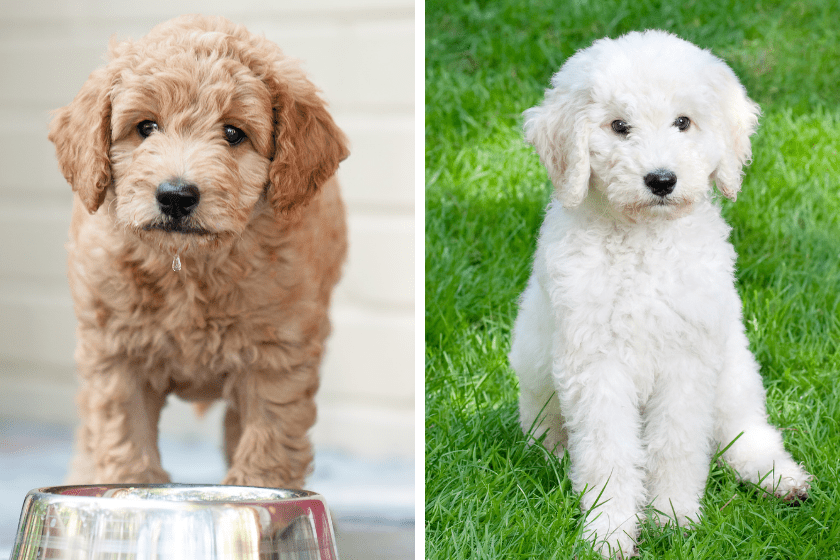 labradoodle and goldendoodle puppies 