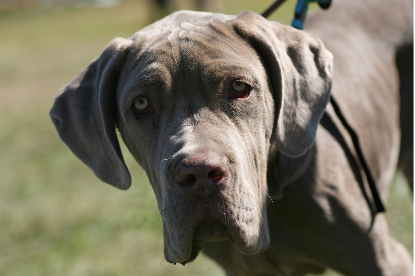 Neopolitan Mastiff