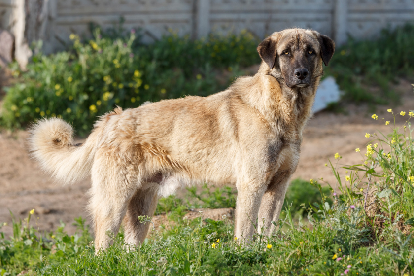 Anatolian shepherd