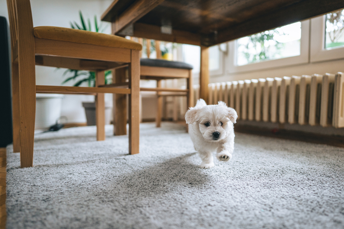 Puppy Space Setup And How To Puppy Proof Your House 