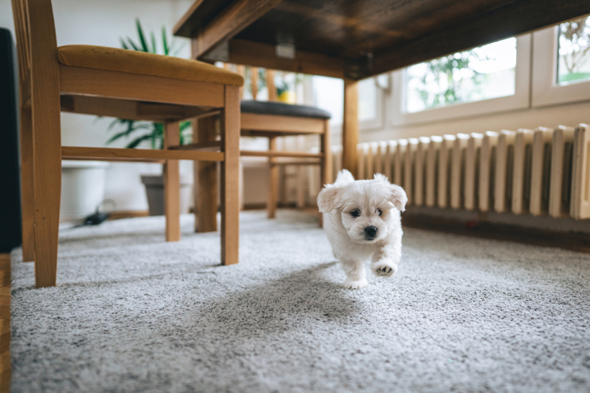 How to PuppyProof Your House in 9 Simple Steps