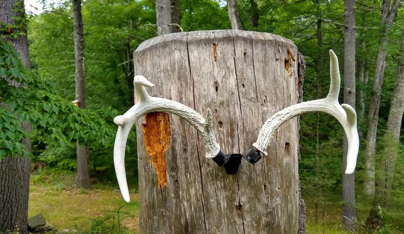 deer antlers mounted the Rack Hub RH2 attached to a tree stump