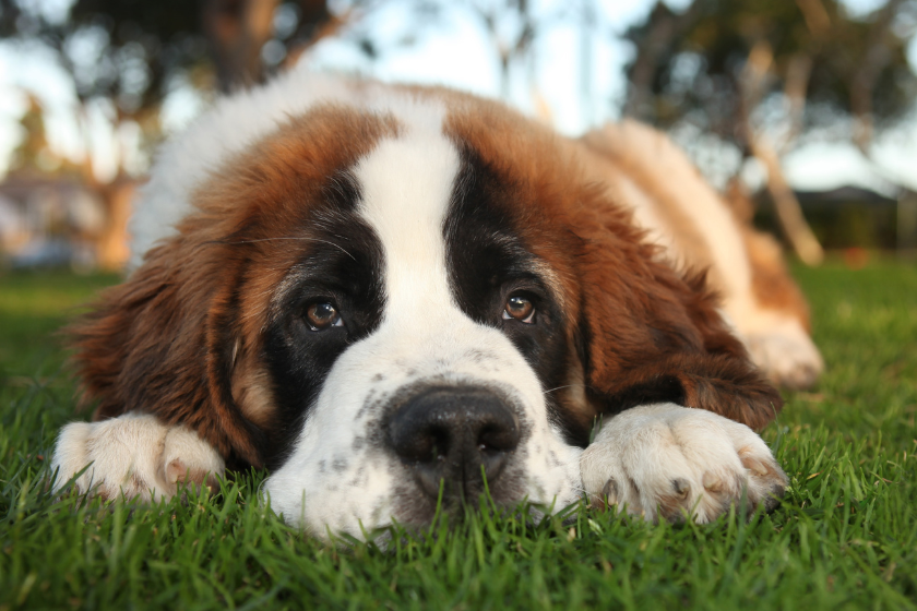 Saint Bernard