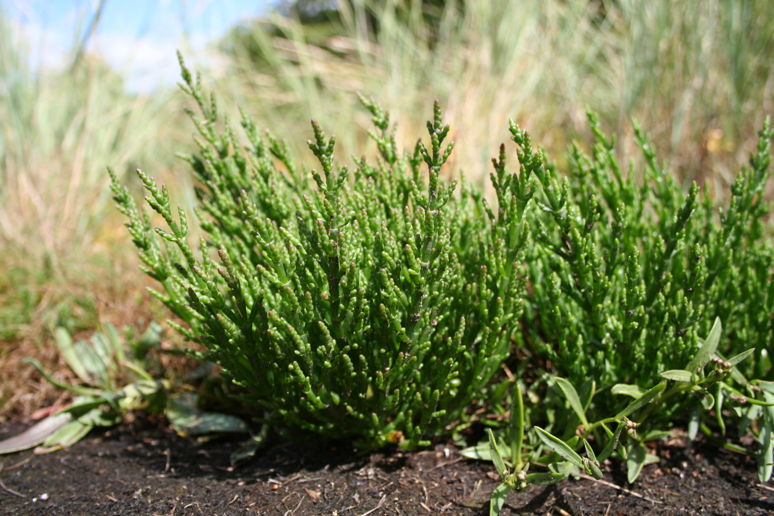 Wild Plants You Can Eat