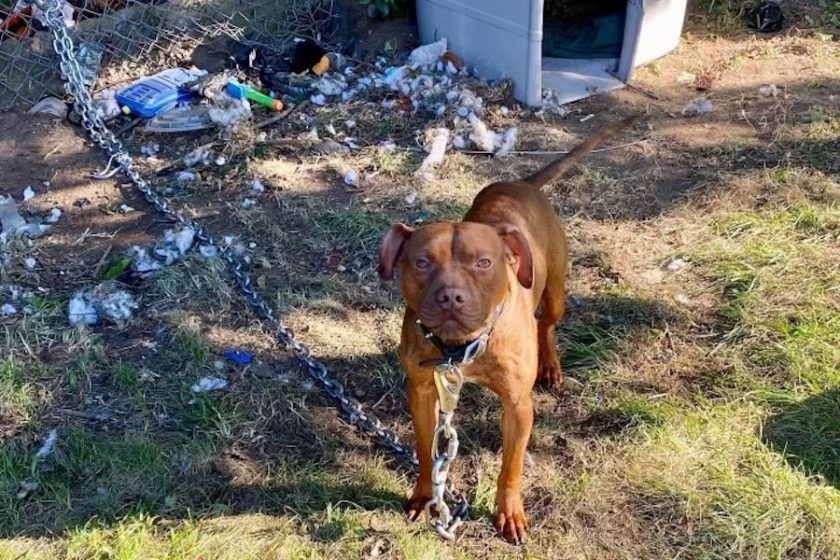 dog chained to fence in yard