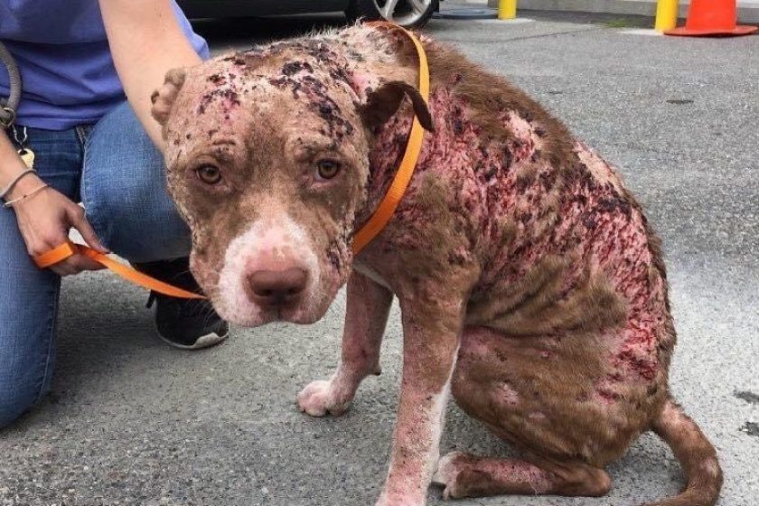 rescued dog with mange sits on driveway