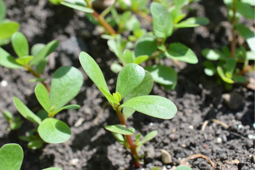 Purslane vegetable (Portulaca oleracea) plants