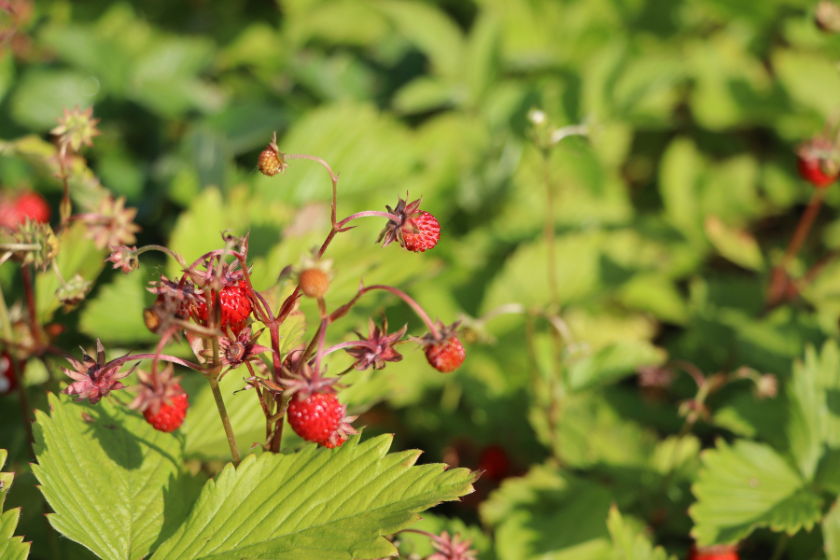 Wild strawberry bush in forest. Red strawberries berry and white flowers in wild meadow, close up .