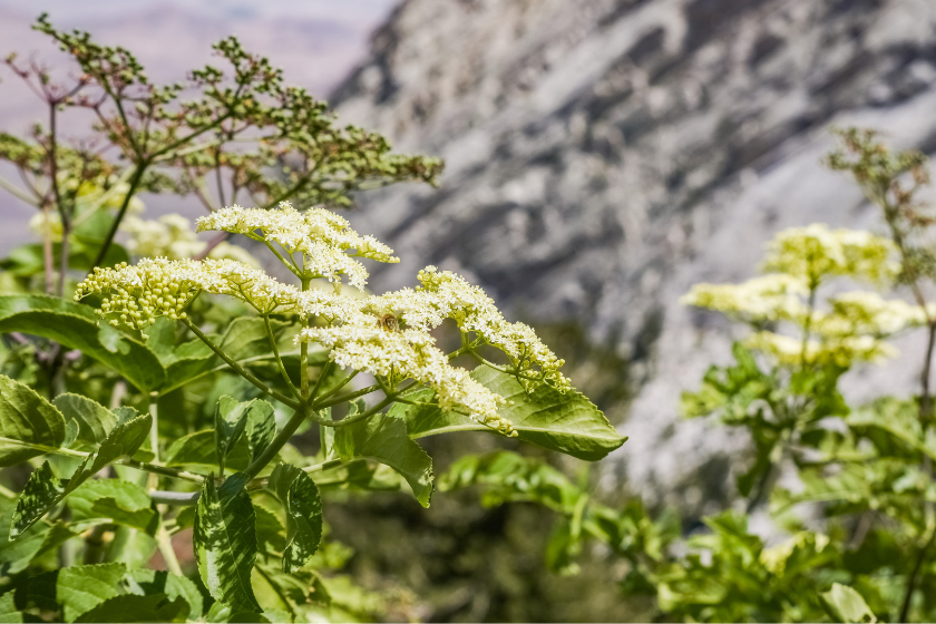 Blue Elderberry flowers (Sambucus nigra ssp."ncaerulea), Eastern Sierra Mountains, California