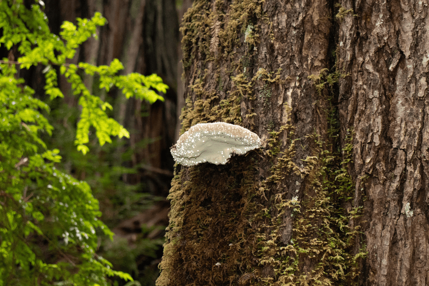 White oyster mushroom on redwood tree in California