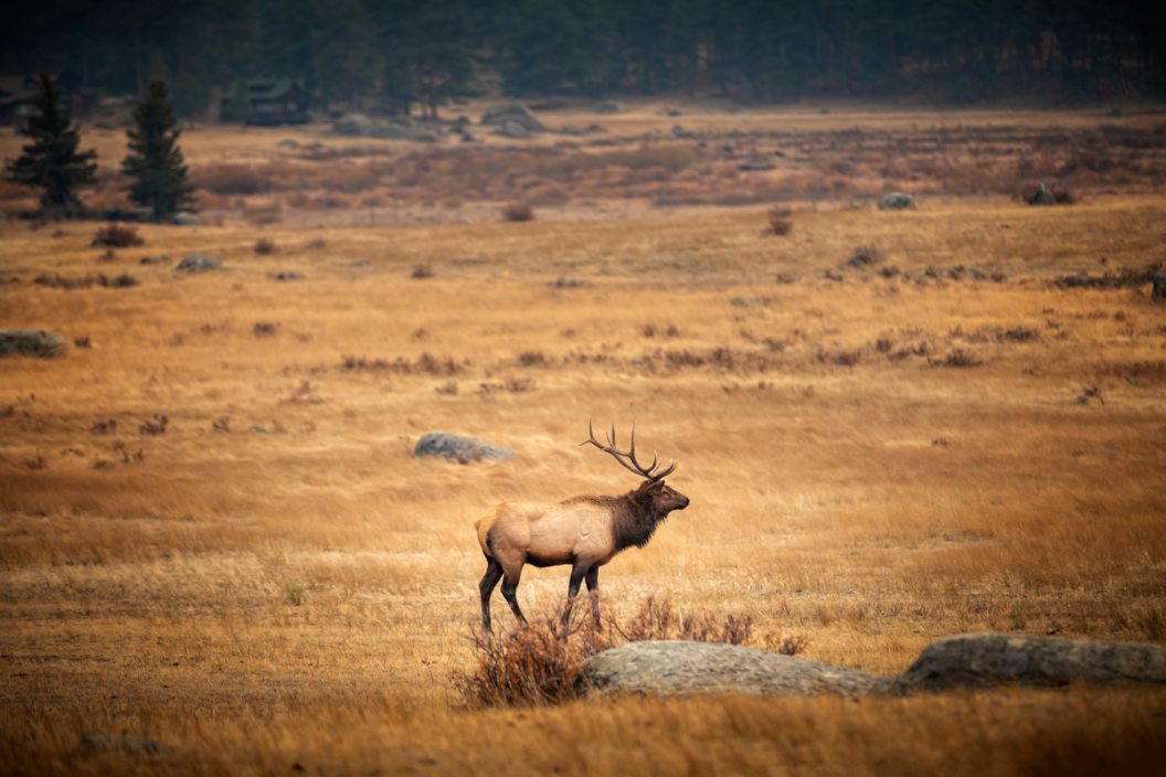 Male elk in the fall meadows of the Rocky Mountain National Park Colorado