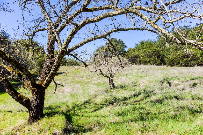 Bare black walnut tree with hanging nuts in California in field