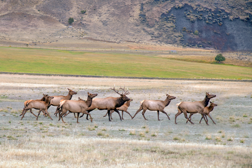 Big bull elk running with elk cows during rutting north of Yellowstone National Park near the town of Gardiner, Montana in western USA.