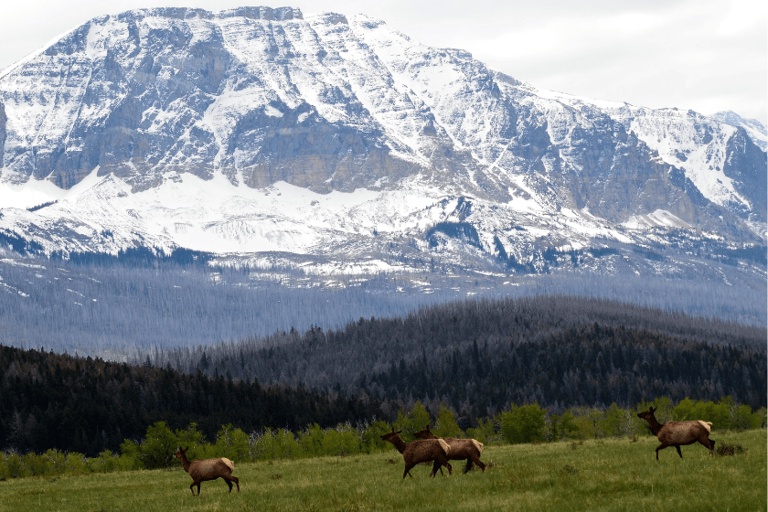 20 Most HunterFriendly States Best States for Hunting