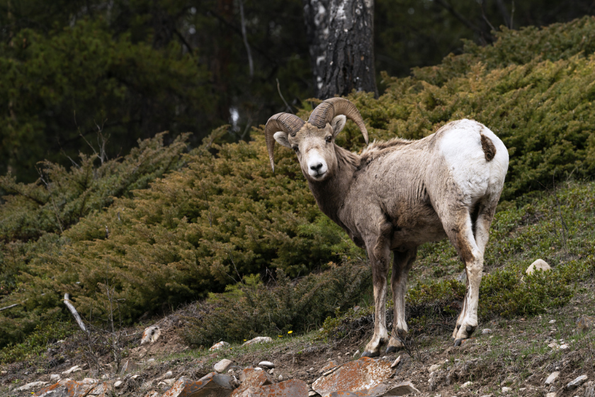 Wild Bighorn Mountain Sheep with big horns on the cliff in the Rocky Mountains