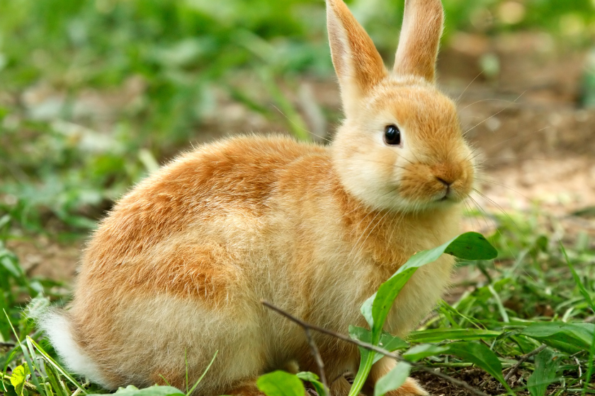 mini rex rabbit on green grass
