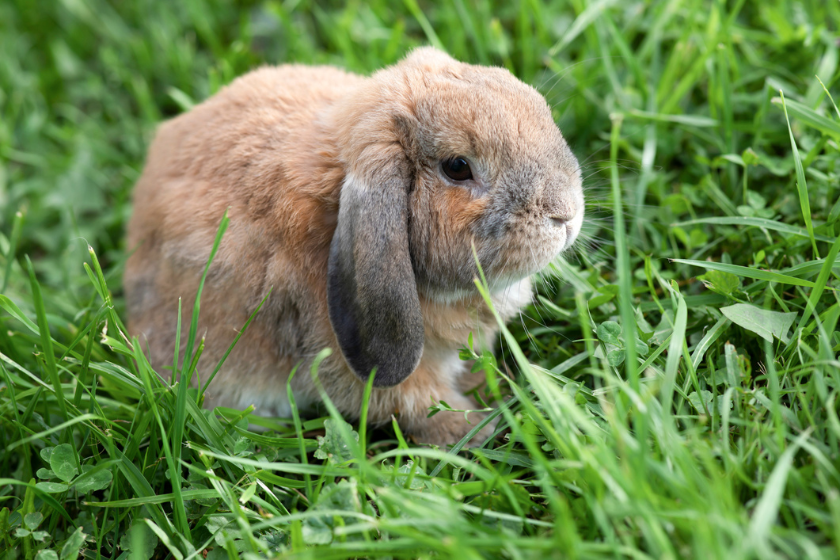 mini lop pet rabbit breeds