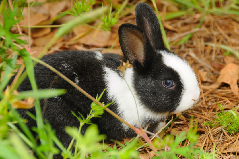 dutch rabbit black and white