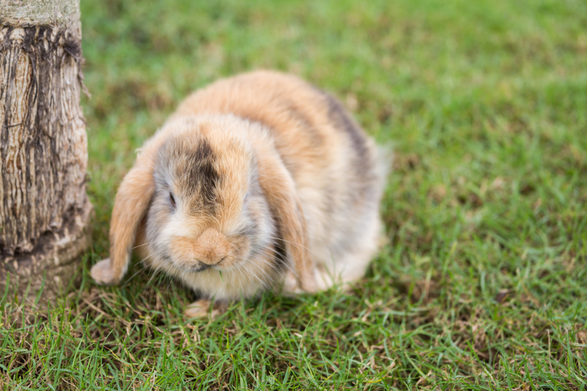 french lop pet rabbit breeds
