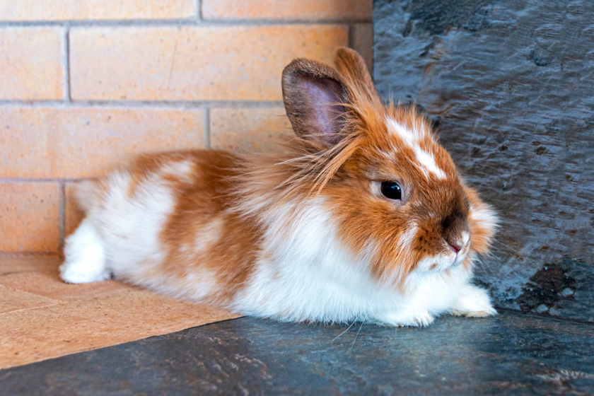 lionhead rabbit sitting on countertop