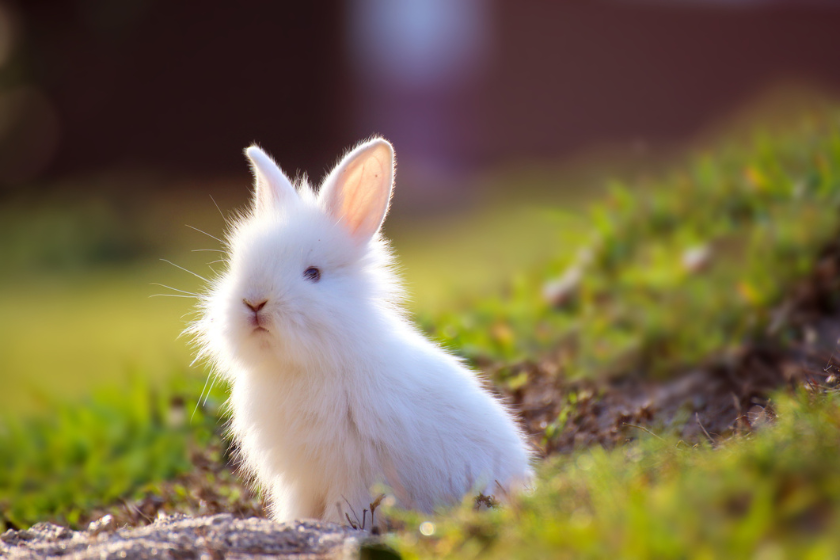 florida white rabbit pet rabbit breeds